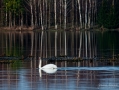 028_Biebrza - kwiecien 2011
